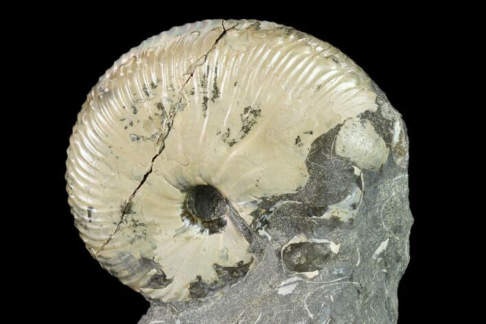 Fossil Hoploscaphites Ammonite - South Dakota #131222